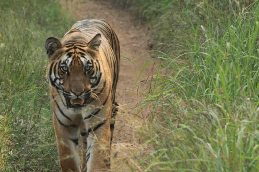 Zeenat’s 300-Kilometer Adventure: Similipal Tigress Captured in Bengal’s Bankura